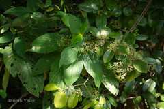 Loeseneriella africana